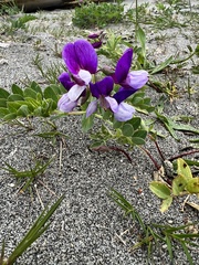 Lathyrus magellanicus