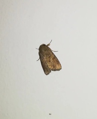 Spodoptera