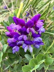 Lathyrus magellanicus