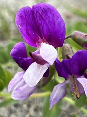 Lathyrus magellanicus
