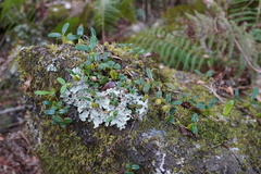 Bulbophyllum