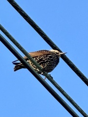 Sturnus vulgaris