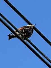 Sturnus vulgaris