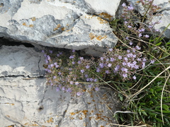 Limonium cancellatum