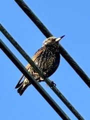 Sturnus vulgaris