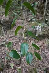 Smilax anceps image