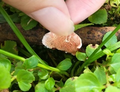 Hexagonia tenuis