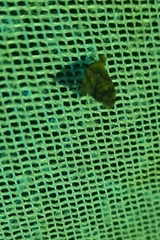 Choreutis emplecta