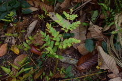 Osmunda japonica