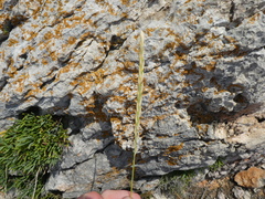 Elymus athericus