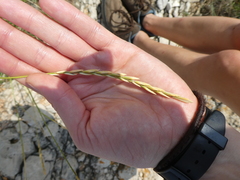 Elymus athericus