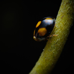 Hemisphaerius