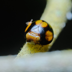 Hemisphaerius