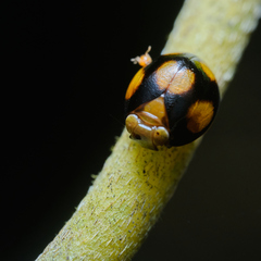 Hemisphaerius
