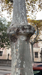 Platanus × hispanica