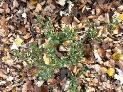 Quercus coccifera