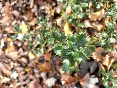 Quercus coccifera
