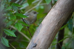 Zosterops borbonicus