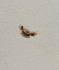 Idaea macrospila