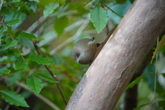 Zosterops borbonicus