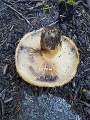 Lactarius repraesentaneus