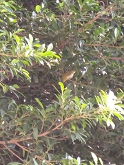 Zosterops simplex simplex