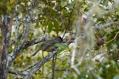 Hypsipetes borbonicus