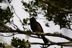 Hypsipetes borbonicus