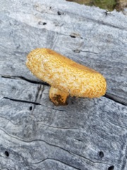 Lactarius repraesentaneus
