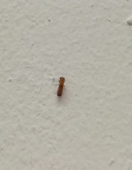 Platypodinae