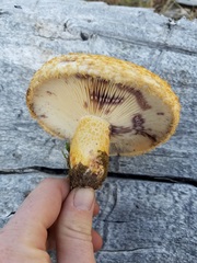 Lactarius repraesentaneus