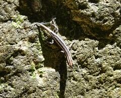Cryptoblepharus pulcher