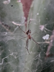 Cyrtophora cicatrosa