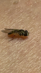 Toxomerus marginatus