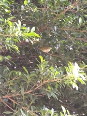 Zosterops simplex simplex