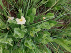 Thunbergia atriplicifolia
