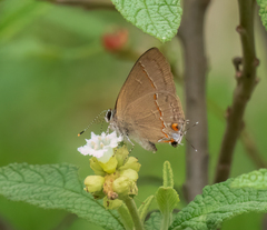 Arzecla tucumanensis