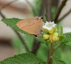 Arzecla tucumanensis