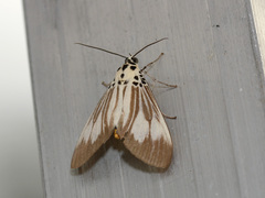 Asota isthmia