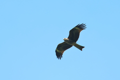 Milvus migrans lineatus