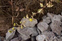 Chrysanthemum indicum