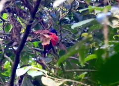 Harpactes diardii diardii