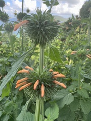 Leonotis