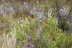 Microdon parviflorus