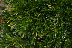 Buxus harlandii