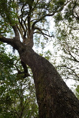 Aphloia theiformis