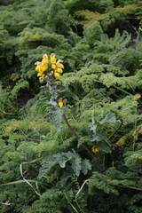 Phlomoides speciosa