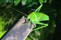 Paracaedicia serrata