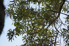 Aphloia theiformis