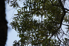 Aphloia theiformis